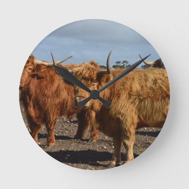 Big Brown Highland Cows, Runde Wanduhr (Vorderseite)