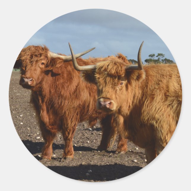 Big Brown Highland Cows, Runder Aufkleber (Vorderseite)