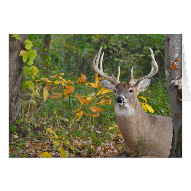 Big Buck (Vorderseite (Horizontal))