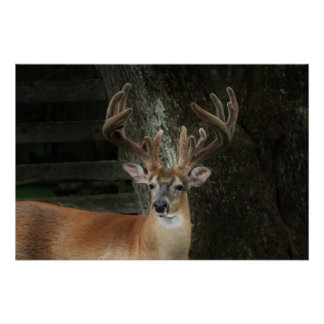 Big Buck Deer Poster