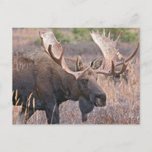 Big Bull Moose Postkarte