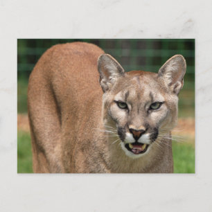 Big Cat Cougar (Puma Concolor) Postkarte