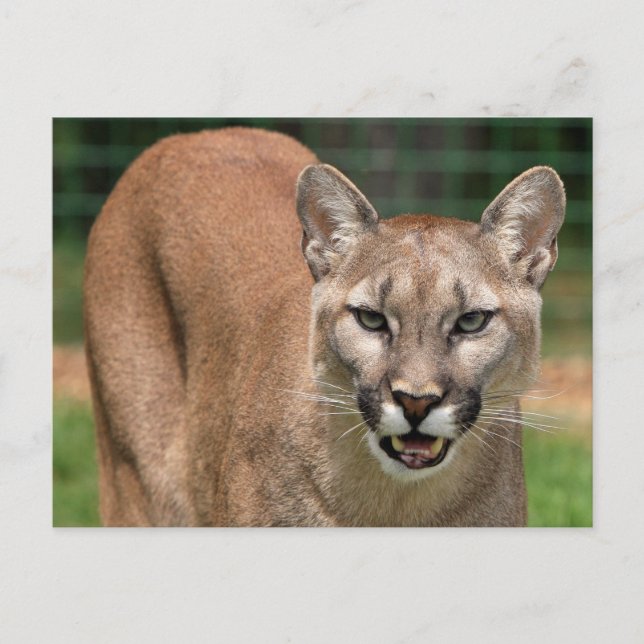 Big Cat Cougar (Puma Concolor) Postkarte (Vorderseite)