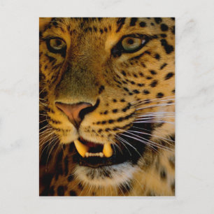 Big Cat Macro Postkarte