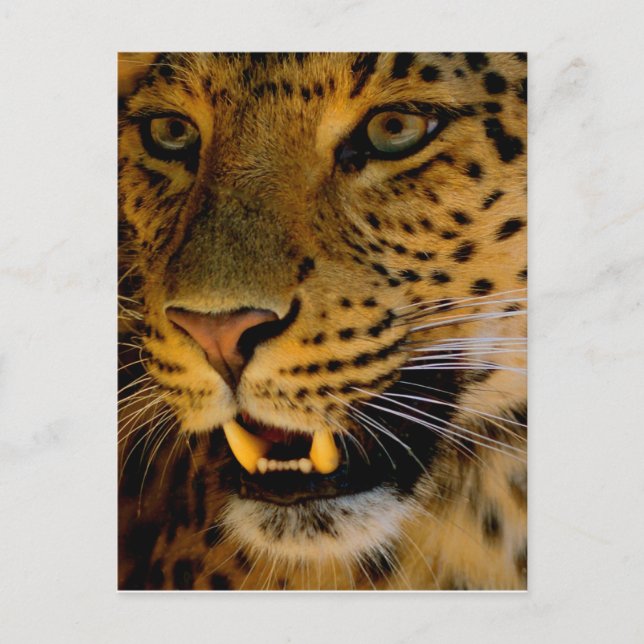 Big Cat Macro Postkarte (Vorderseite)