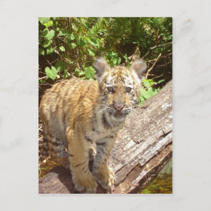 Big Cats - 5 Postkarte