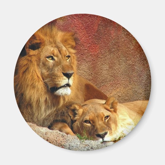 Big Cats - 6 Magnet (Vorne)