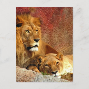 Big Cats - 6 Postkarte