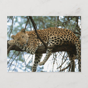 Big Cats - 7 Postkarte