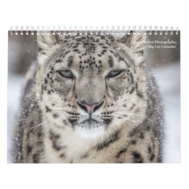 Big Cats Calendar Kalender (Titelbild)