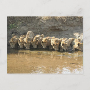 Big Cats Postcard Postkarte