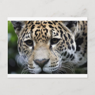 Big Cats Postkarte