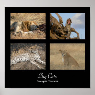 Big Cats - Serengeti, Tansania Poster