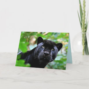Big Cats Set - 4 Karte