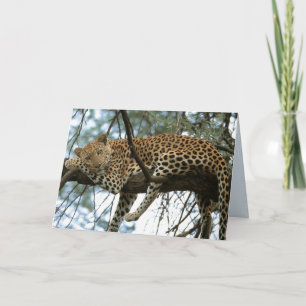 Big Cats Set - 7 Karte