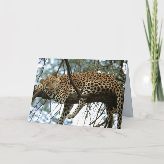 Big Cats Set - 7 Karte (Vorderseite)