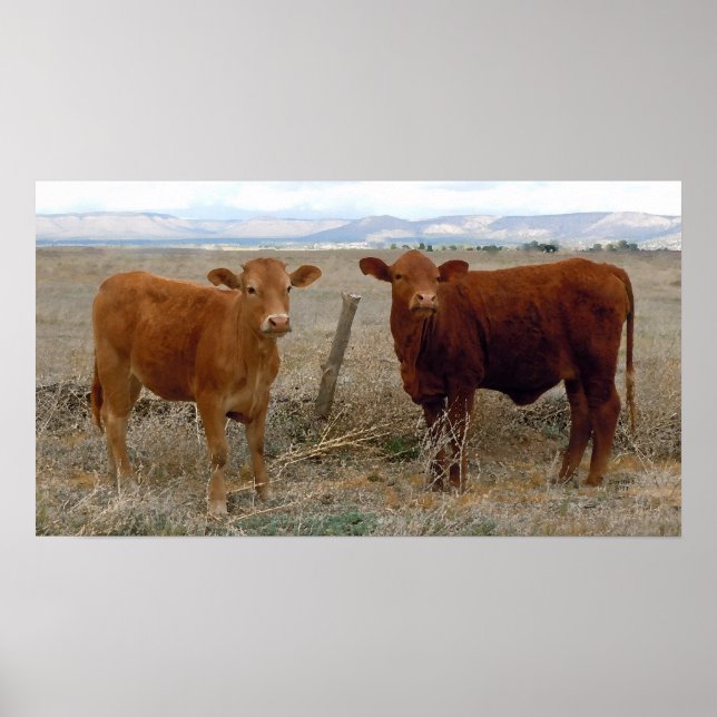 Big Cow Eyes - Red Cattle - Western Poster (Vorne)