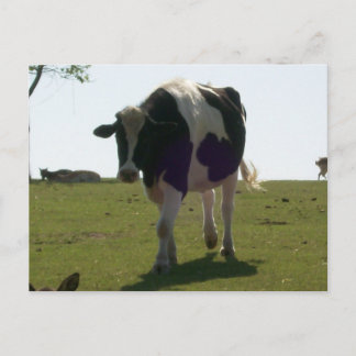 Big Cow Postcard Postkarte