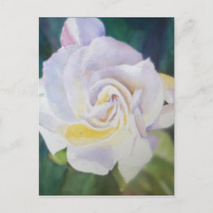 Big Creamy White Gardenia Postkarte