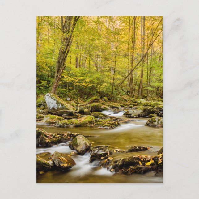 Big Creek | North Carolina Postkarte (Vorderseite)