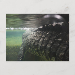 Big Crocodile Postkarte