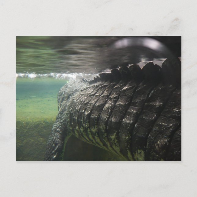 Big Crocodile Postkarte (Vorderseite)