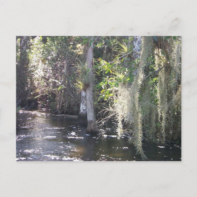 Big Cypress Postkarte (Vorderseite)