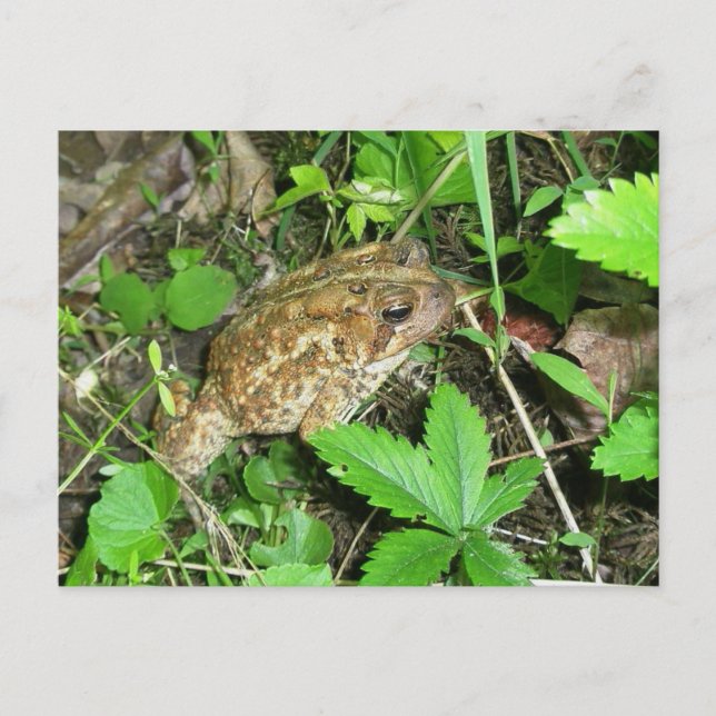 Big Daddy Toad Postcard Postkarte (Vorderseite)