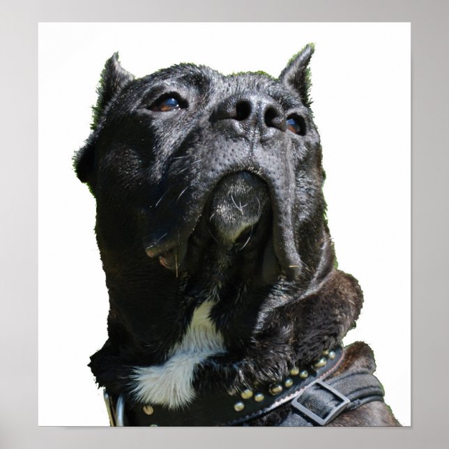 Big Dog Poster (Vorne)