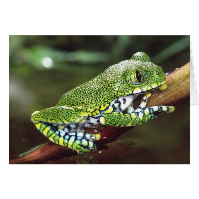 Big Eye Treefrog, Leptopelis miculatus, (Vorderseite (Horizontal))