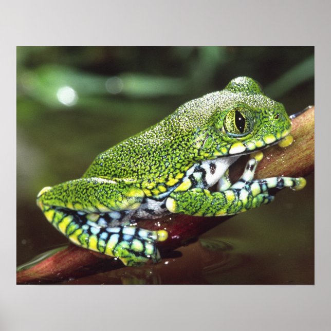 Big Eye Treefrog, Leptopelis miculatus, Poster (Vorne)