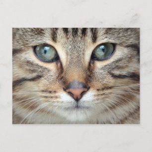 Big Eyes Tabby Cat Kitten Postcard Postkarte