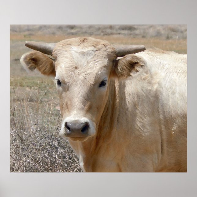 Big Eyes White Charolais Cattle - Western Poster (Vorne)
