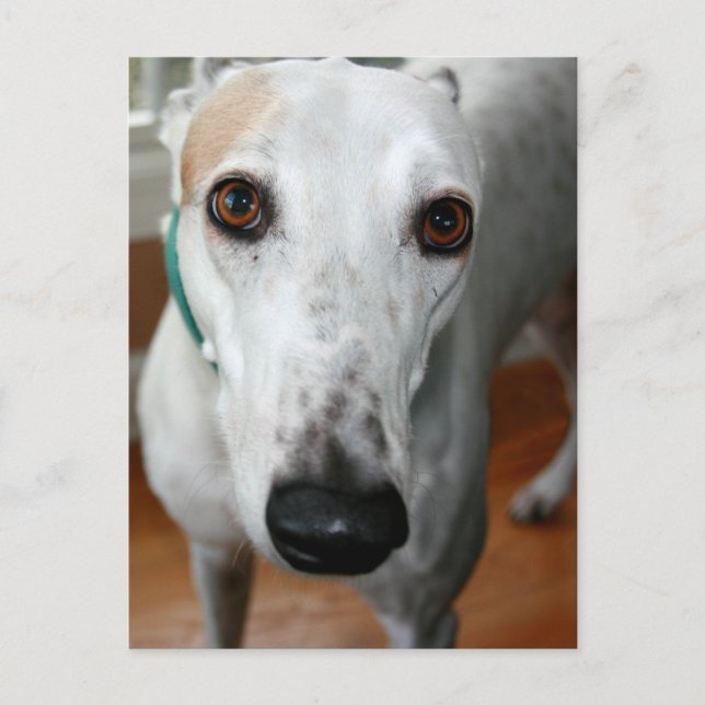 Big Face Greyhound Postkarte (Vorderseite)