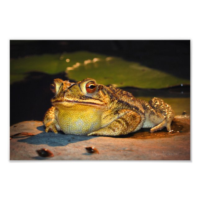 Big Fat Toad Fotodruck (Vorne)