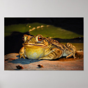 Big Fat Toad Poster
