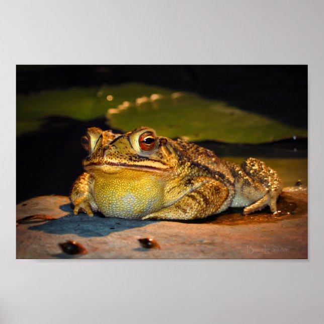 Big Fat Toad Poster (Vorne)