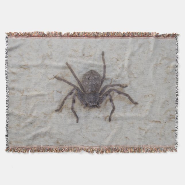 Big Female Huntsman Spider, Decke (Vorderseite)
