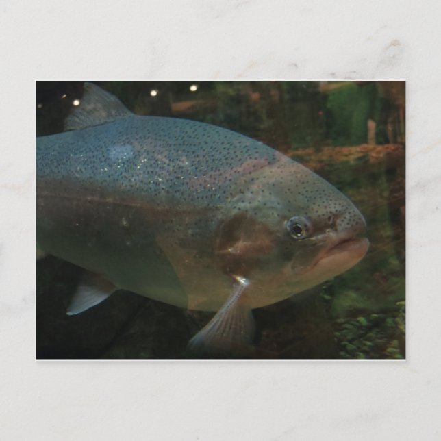 Big Fish Postkarte (Vorderseite)