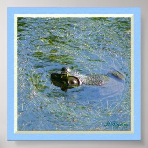 Big Frog Großes Poster