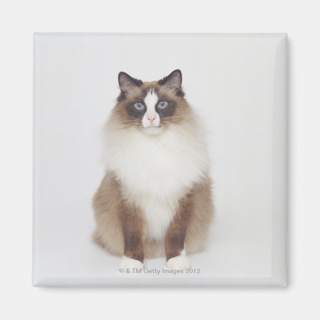 Big Furry Cat Magnet (Vorne)