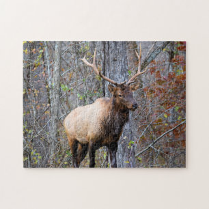Big Game Hunter - Bull Elk - 11 x 14 Zoll Puzzle
