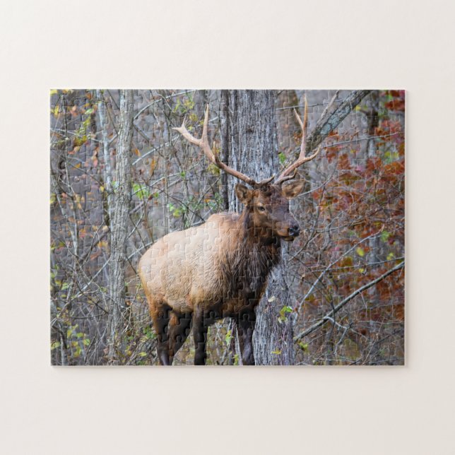 Big Game Hunter - Bull Elk - 11 x 14 Zoll Puzzle (Horizontal)