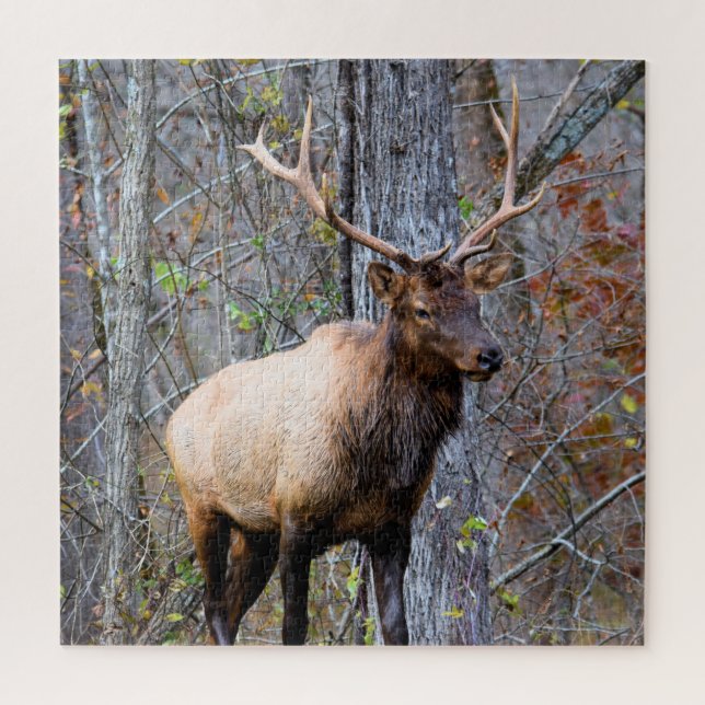 Big Game Hunter - Bull Elk - 20 x 20 Zoll Puzzle (Vertikal)