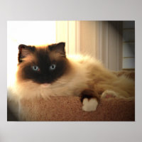 Big Gigant Ragdoll Cat Poster