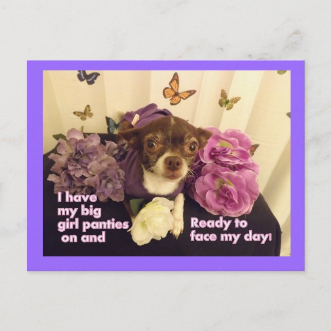 Big Girls Panties Chihuahua Card Postkarte (Vorderseite)