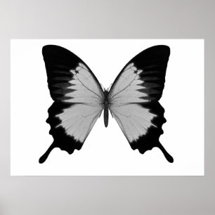 Big Grau & Black Butterfly Poster