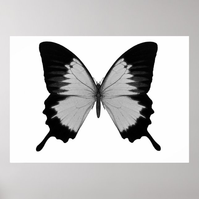 Big Grau & Black Butterfly Poster (Vorne)