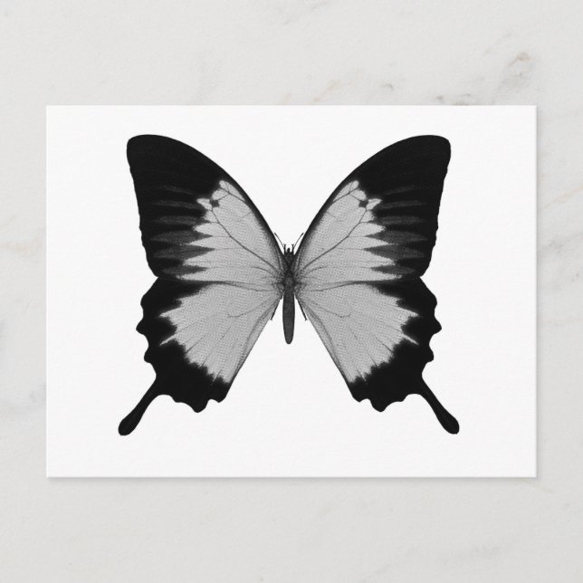 Big Grau & Black Butterfly Postkarte (Vorderseite)
