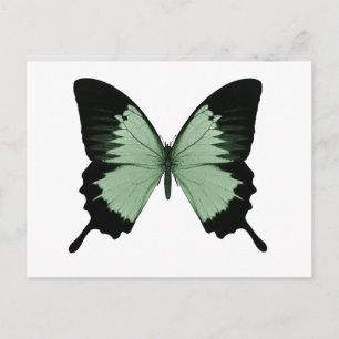 Big Green & Black Butterfly Postkarte
